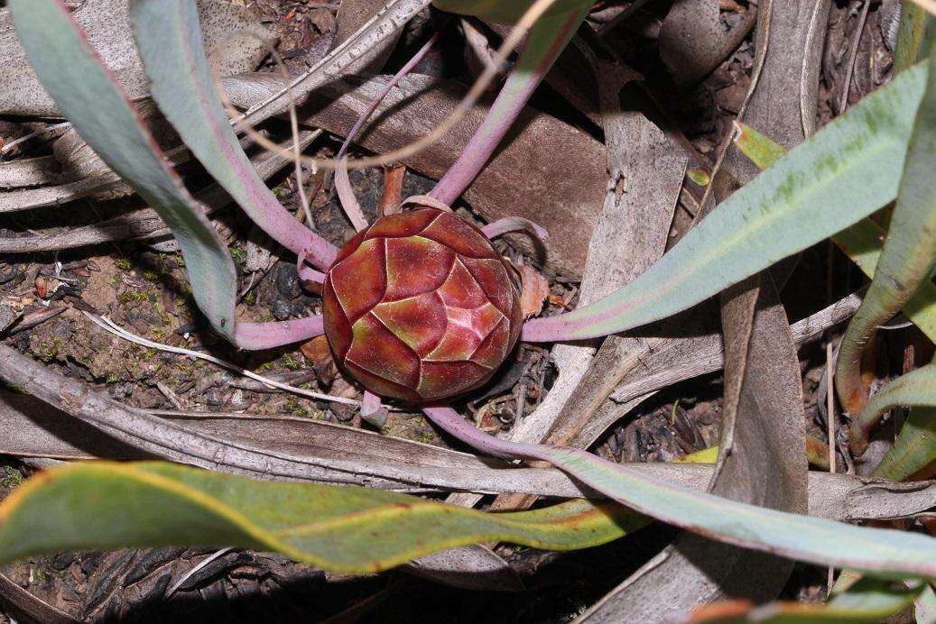 Image of Protea vogtsiae Rourke