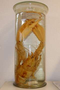 Image de Eunephrops Smith 1885