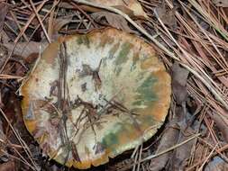 Image of Lactarius chelidonium Peck 1872