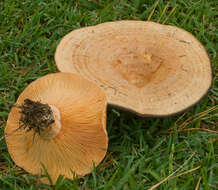 Image of Milk Cap Mushrooms