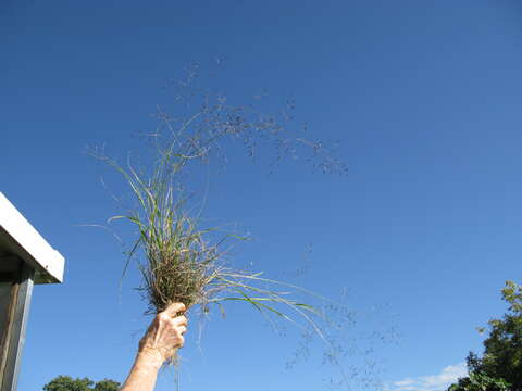 Image of Australian lovegrass