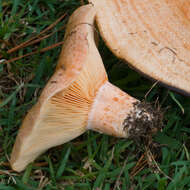 Image of Milk Cap Mushrooms