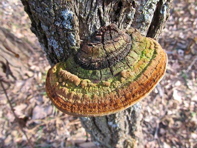 Image de Phellinus