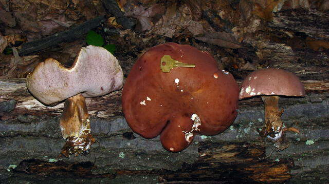 Imagem de Tylopilus rubrobrunneus Mazzer & A. H. Sm. 1967