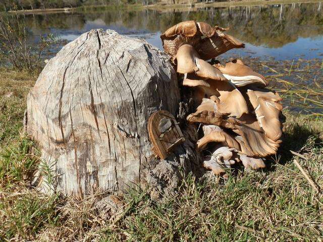 Image of Pleurotus