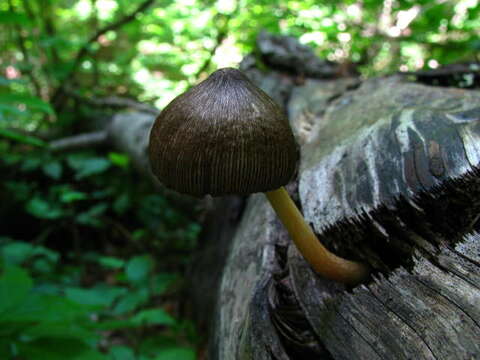 Image of Pluteus longistriatus (Peck) Peck 1885