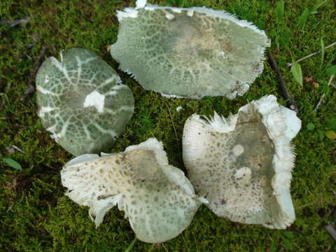 Image of Russula parvovirescens Buyck, D. Mitch. & Parrent 2006