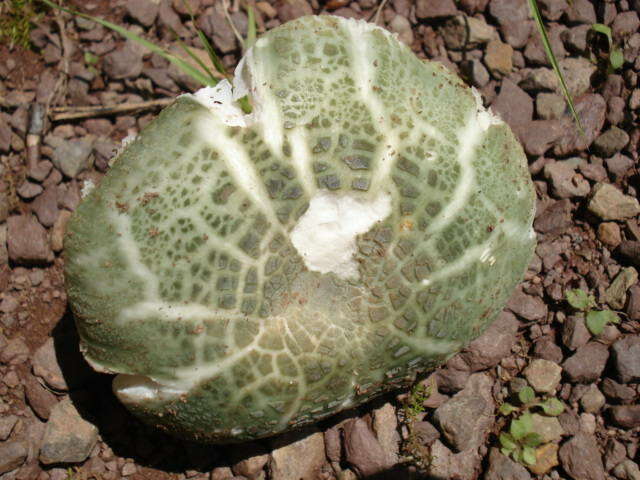 Image of Russula parvovirescens Buyck, D. Mitch. & Parrent 2006