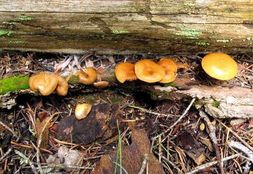 Image de Kuehneromyces