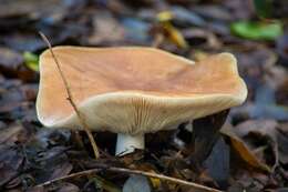 صورة Leucopaxillus