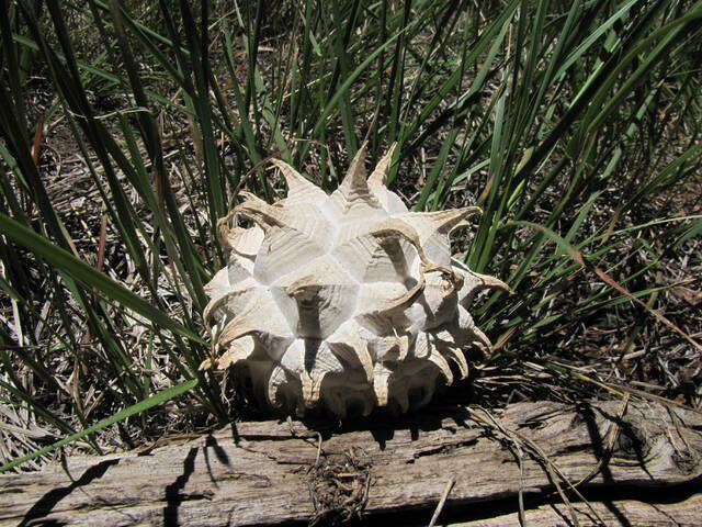 Image of Calvatia