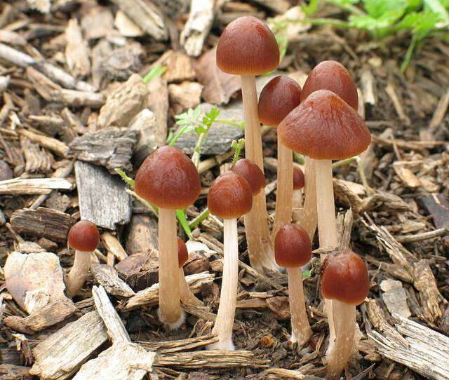 Plancia ëd Psathyrella