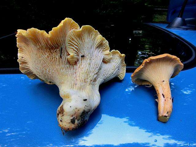 Image of Cantharellus cascadensis Dunham, O'Dell & R. Molina 2003