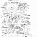 Image of Cortinarius humboldtensis Ammirati & A. H. Sm. 1977