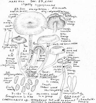 Image of Cortinarius humboldtensis Ammirati & A. H. Sm. 1977