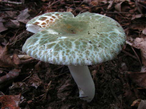 Image of Russula parvovirescens Buyck, D. Mitch. & Parrent 2006