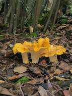 Image of Cantharellus californicus D. Arora & Dunham 2008