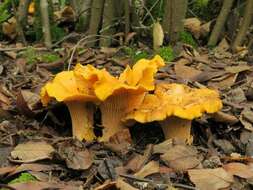 Image of Cantharellus californicus D. Arora & Dunham 2008