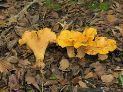 Image of Cantharellus californicus D. Arora & Dunham 2008