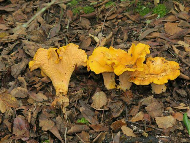 Image of Cantharellus californicus D. Arora & Dunham 2008