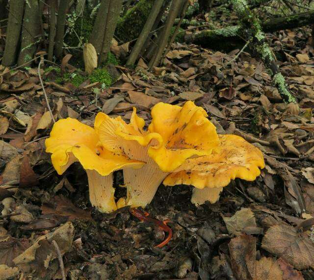 Image of Cantharellus californicus D. Arora & Dunham 2008