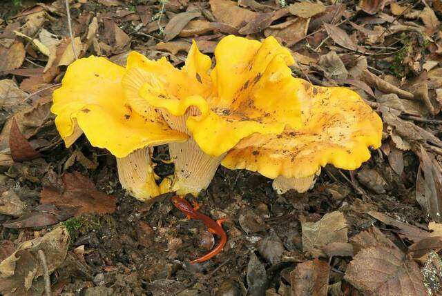 Image of Cantharellus californicus D. Arora & Dunham 2008