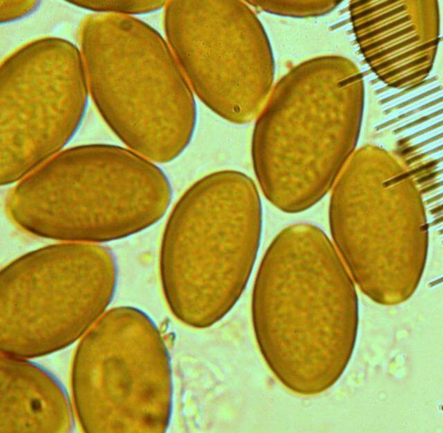 Image of Leratiomyces riparius (A. H. Sm.) Redhead 2014