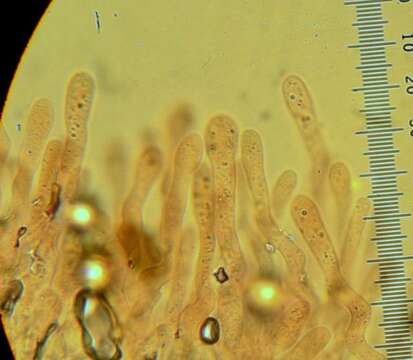 Imagem de Leratiomyces riparius (A. H. Sm.) Redhead 2014