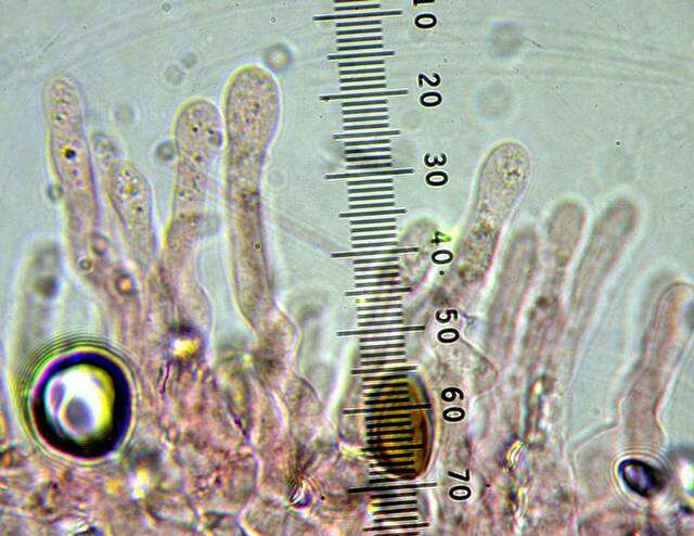 Imagem de Leratiomyces riparius (A. H. Sm.) Redhead 2014