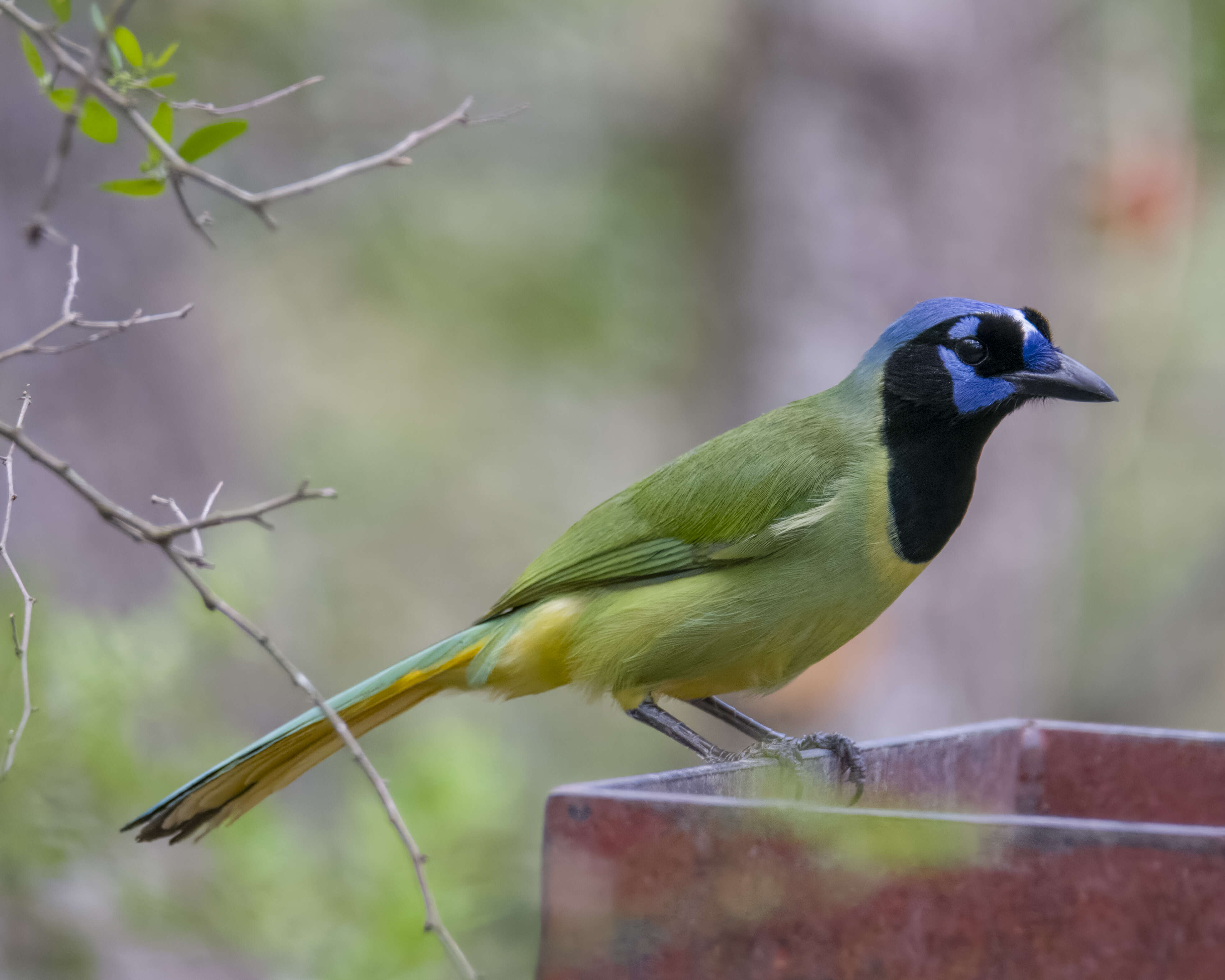 Image of Green Jay