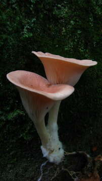 Image of Clitocybe