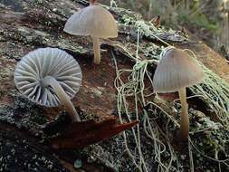 Imagem de Mycena leptocephala (Pers.) Gillet 1876