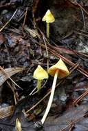 Image of Entoloma murrayi (Berk. & M. A. Curtis) Sacc. 1899