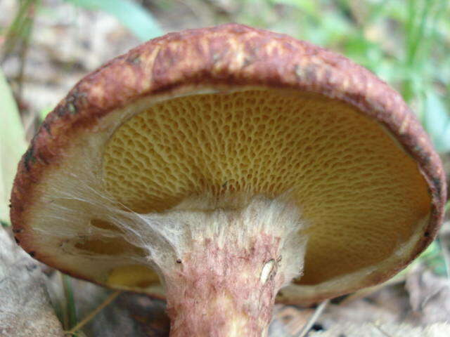 Image of Clinton’s boletus