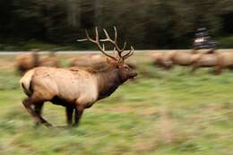 Image of North American elk