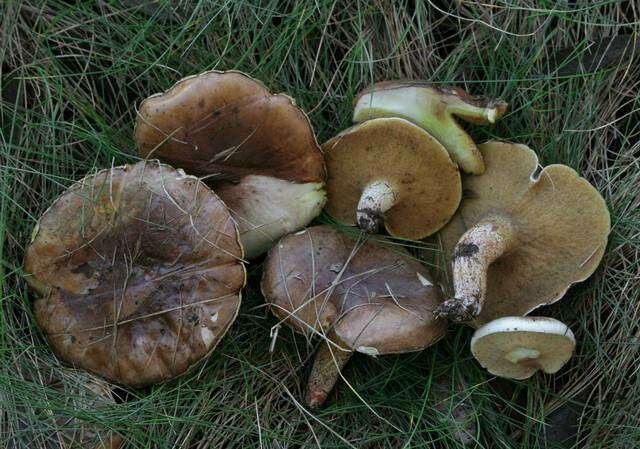 Image of Suillus bellinii (Inzenga) Kuntze 1898