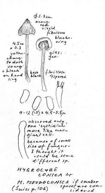 Image of Hygrocybe singeri (A. H. Sm. & Hesler) Singer 1958