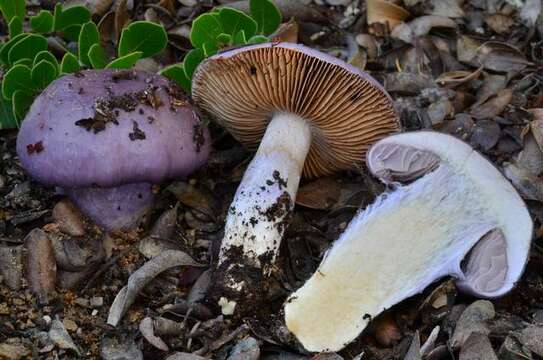 Image of Cortinarius cylindripes Kauffman 1905