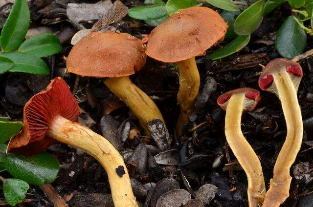 Image of Cortinarius smithii Ammirati, Niskanen & Liimat. 2013