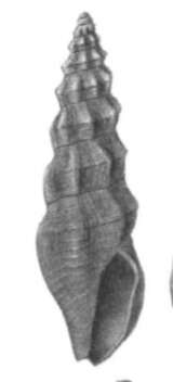 Image of Cryoturris cerinella (Dall 1889)