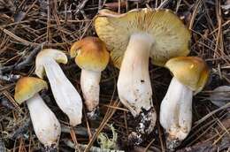 Image of Tricholoma arvernense Bon 1976