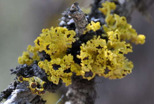 Image of Sunshine lichens