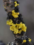 Image of Sunshine lichens