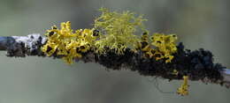 Image of Sunshine lichens