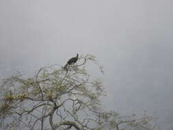 Image of White-winged Guan