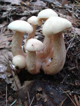 Image of Slippery white bolete