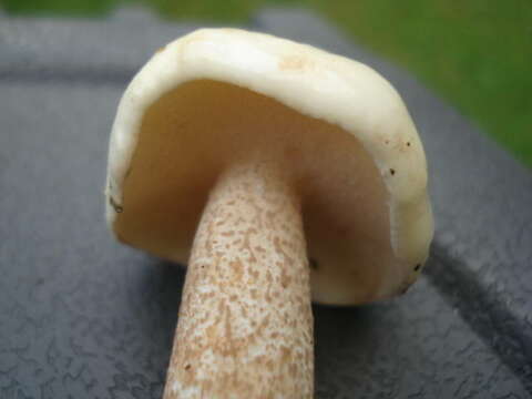 Image of Slippery white bolete