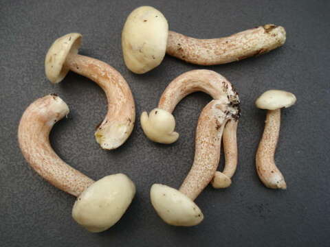 Image of Slippery white bolete