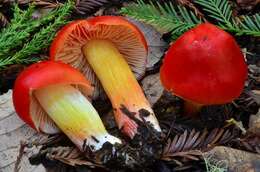 Imagem de Hygrocybe laetissima (A. H. Sm. & Hesler) Singer 1951