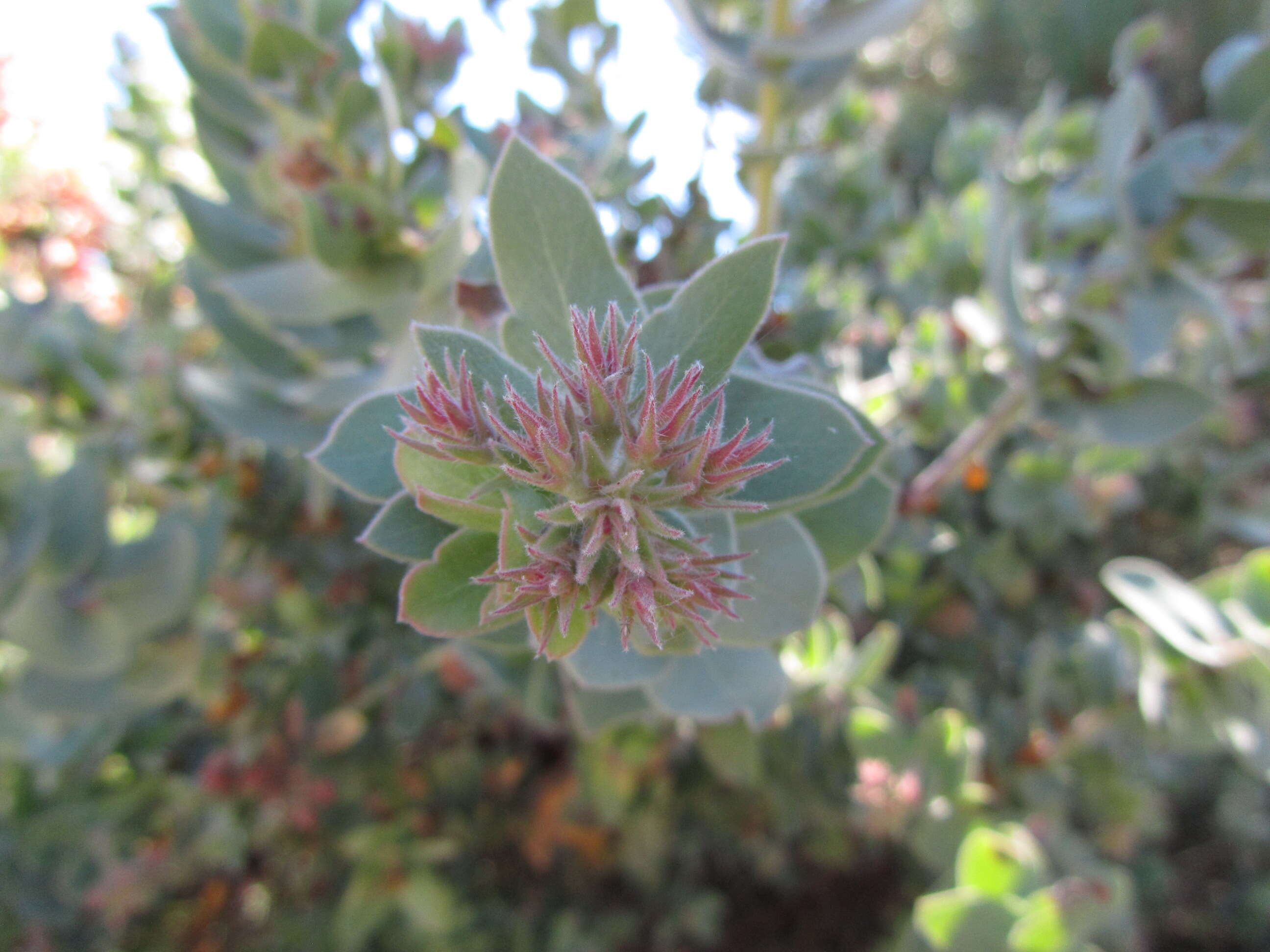 Слика од Arctostaphylos auriculata Eastw.